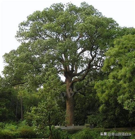 屋外风水树